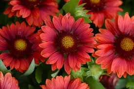 Image result for Gaillardia