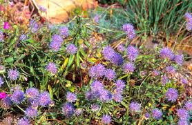 Attēlu rezultāti vaicājumam “Jasione montana leaf”