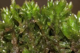 Attēlu rezultāti vaicājumam “Mylia anomala”