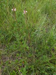 Attēlu rezultāti vaicājumam “Onobrychis arenaria fruit”