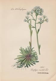 Image result for Steinbrech