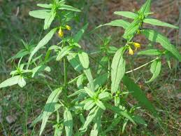 Attēlu rezultāti vaicājumam “Melampyrum sylvaticum”