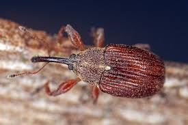 Attēlu rezultāti vaicājumam “Anthonomus phyllocola”