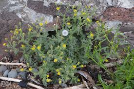 Attēlu rezultāti vaicājumam “Senecio viscosus flower”