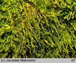 Attēlu rezultāti vaicājumam “Anomodon longifolius”