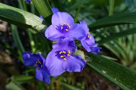 Attēlu rezultāti vaicājumam “Tradescantia virginiana”