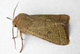 Attēlu rezultāti vaicājumam “Orthosia cerasi”