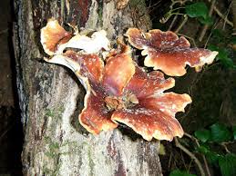 Attēlu rezultāti vaicājumam “Polyporus badius”