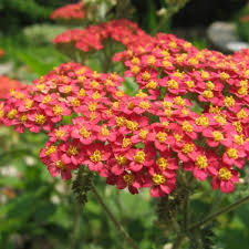 Attēlu rezultāti vaicājumam “Achillea millefolium flower”