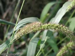 Attēlu rezultāti vaicājumam “Setaria glauca”