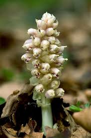 Attēlu rezultāti vaicājumam “Lathraea squamaria”