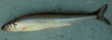 Image result for Osmerus mordax