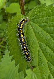 Attēlu rezultāti vaicājumam “Callimorpha dominula larva”