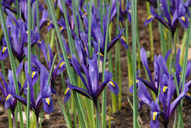 Attēlu rezultāti vaicājumam “Iris reticulata”