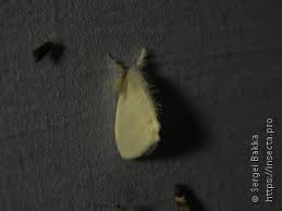 Attēlu rezultāti vaicājumam “Euproctis similis imago”