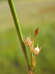Attēlu rezultāti vaicājumam “Juncus filiformis”