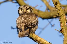 Image result for Surnia ulula