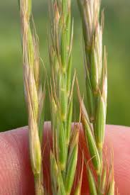 Attēlu rezultāti vaicājumam “Elytrigia repens subsp. arenosa”