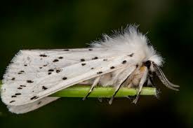 Attēlu rezultāti vaicājumam “Spilosoma lubricipeda”