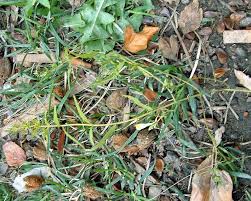 Attēlu rezultāti vaicājumam “Melampyrum pratense leaf”