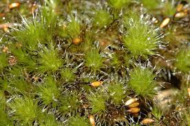 Attēlu rezultāti vaicājumam “| Dicranum”