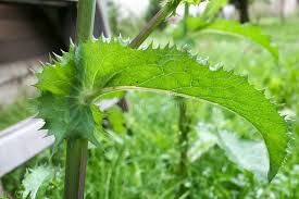 Attēlu rezultāti vaicājumam “Sonchus asper leaf”