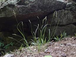 Attēlu rezultāti vaicājumam “Carex scandinavica”