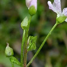 Attēlu rezultāti vaicājumam “Claytonia sibirica”