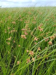 Attēlu rezultāti vaicājumam “Bolboschoenus maritimus flower”