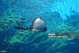 Image result for Bathytoshia brevicaudata