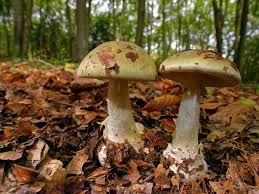 Attēlu rezultāti vaicājumam “Amanita phalloides”