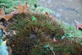 Attēlu rezultāti vaicājumam “Atrichum undulatum sporophyte”