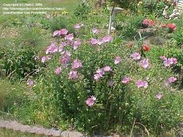 Image result for Malva moschata