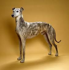 Attēlu rezultāti vaicājumam “Canis lupus familiaris”