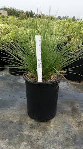 Attēlu rezultāti vaicājumam “Festuca altissima leaf”