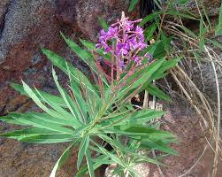 Attēlu rezultāti vaicājumam “Epilobium angustifolium bud”