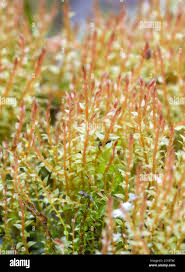 Attēlu rezultāti vaicājumam “Campylium protensum sporophyte”
