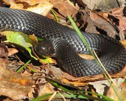 Attēlu rezultāti vaicājumam “Vipera berus adult”