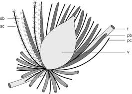 Attēlu rezultāti vaicājumam “Chara rudis”