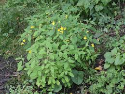 Attēlu rezultāti vaicājumam “Impatiens noli-tangere”