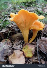 Attēlu rezultāti vaicājumam “Cantharellus cibarius”