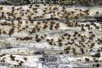 Attēlu rezultāti vaicājumam “Xylographa paralella”