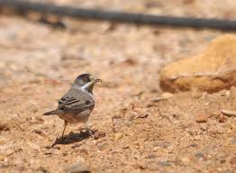 Image result for Sylvia rueppelli