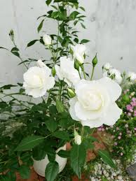 「アイスバーグ」の画像検索結果