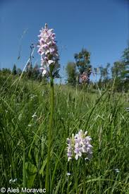 Attēlu rezultāti vaicājumam “Dactylorhiza maculata leaf”