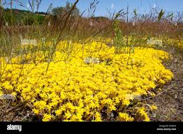 Image result for Mauerpfeffer