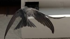 Image result for Bristol Swifts