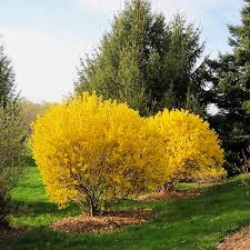 Attēlu rezultāti vaicājumam “Forsythia”