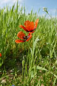 Attēlu rezultāti vaicājumam “Papaver argemone flower”