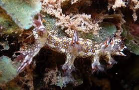 ผลการค้นหารูปภาพสำหรับ Bornella Anguilla